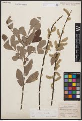 Foto von Salix cinerea L.